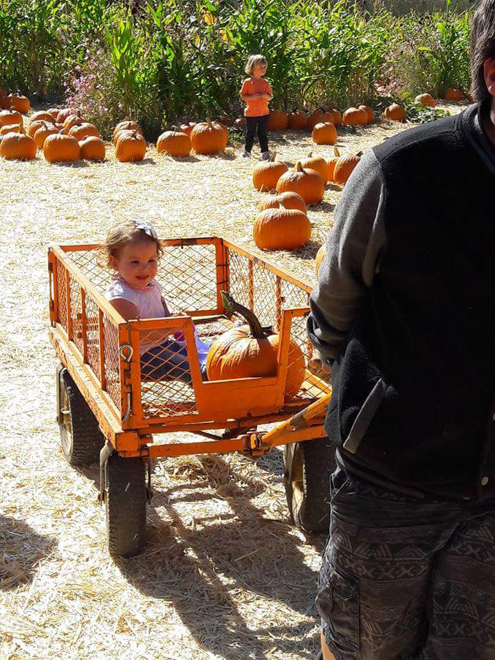 Picking Pumpkins 2017